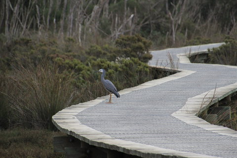 Warringine Park & Bittern Coastal Wetlands Boardwalk - Mackay Tourism 1
