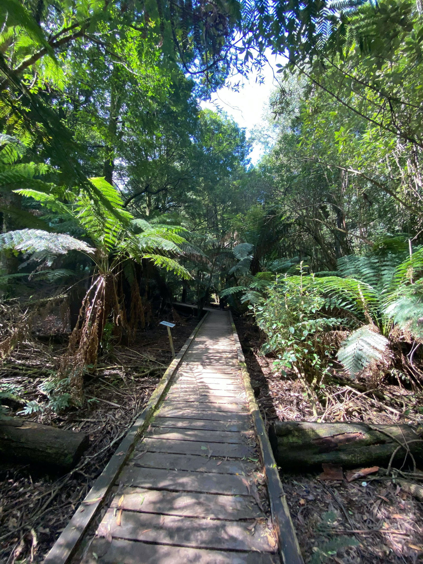 Toolangi VIC Mackay Tourism