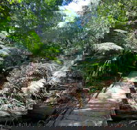 Wirrawilla Rainforest Walk - Mackay Tourism