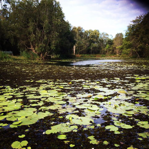 Baldwin Swamp Environmental Park - Mackay Tourism 1