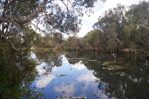 Baldwin Swamp Environmental Park - Mackay Tourism 2
