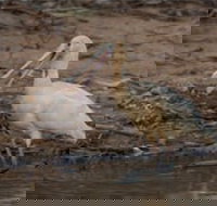 Bird watching at the Goan water hole - Mackay Tourism