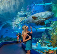 Cairns Aquarium - Mackay Tourism