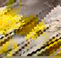 Cataby - Mackay Tourism