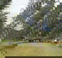 Chaelundi National Park - Mackay Tourism