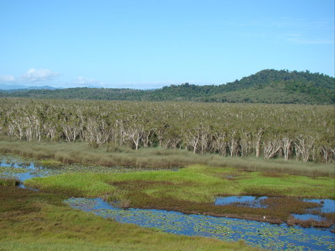 Eubenangee Swamp National Park - Mackay Tourism 1