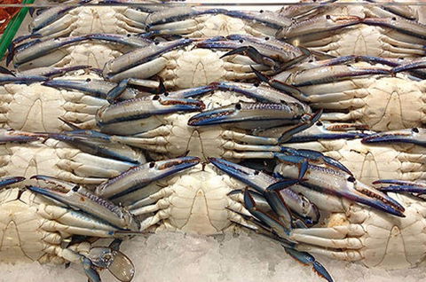 Fish And Fowl - Mackay Tourism 1