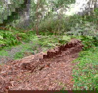Forest Walking Track Gibraltar Range National Park - Mackay Tourism