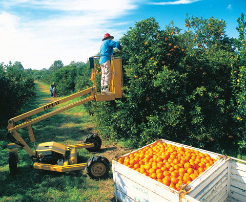 Gayndah's Big Orange - Mackay Tourism 0