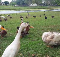 Gooseponds North Mackay - Mackay Tourism