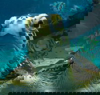 Reef HQ Aquarium - Mackay Tourism