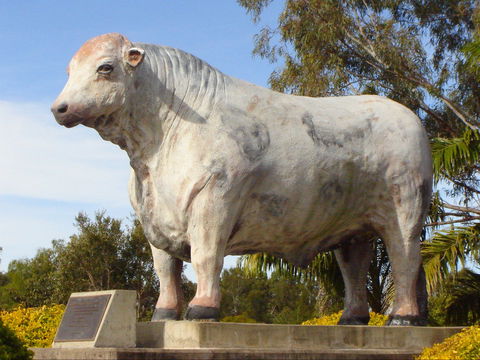 Rockhampton Bull Statues - Mackay Tourism 2