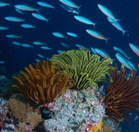 Southern Small Detached Reef Dive Site - Mackay Tourism