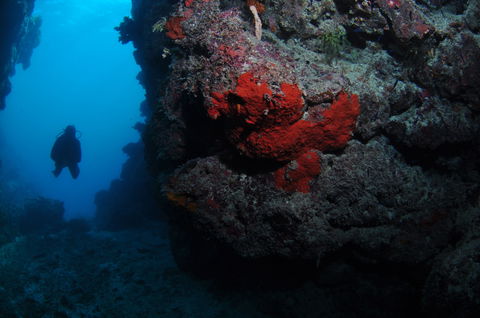 Stepping Stones Dive Site - Mackay Tourism 0