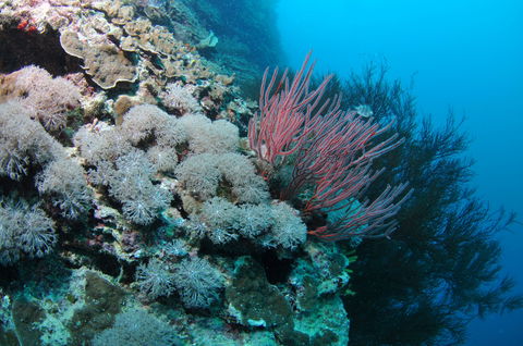 Stepping Stones Dive Site - Mackay Tourism 1
