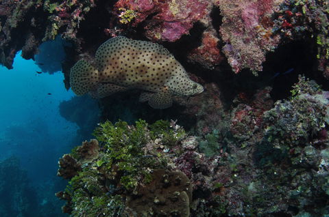 Stepping Stones Dive Site - Mackay Tourism 2