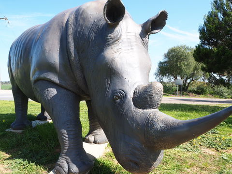Tailem Bend Rhino Park And Dickson Reserve - Mackay Tourism 0