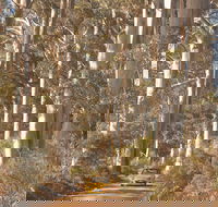 The Great Forest Trees Drive - Mackay Tourism