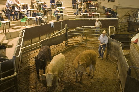 Wagga Wagga Livestock Marketing Centre - Mackay Tourism 0