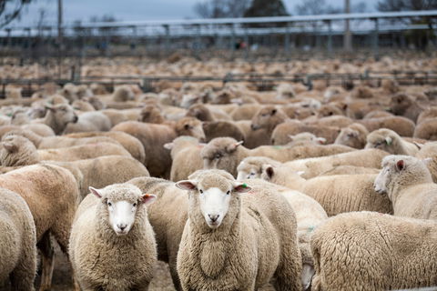 Wagga Wagga Livestock Marketing Centre - Mackay Tourism 1