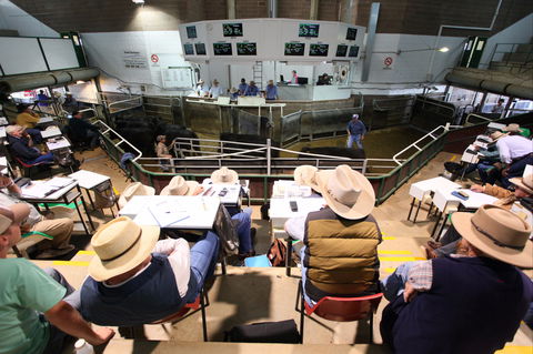 Wagga Wagga Livestock Marketing Centre - Mackay Tourism 2