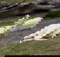 Yarra Valley Nocturnal Zoo - Mackay Tourism