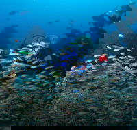 Aarhus Dive Site - Mackay Tourism
