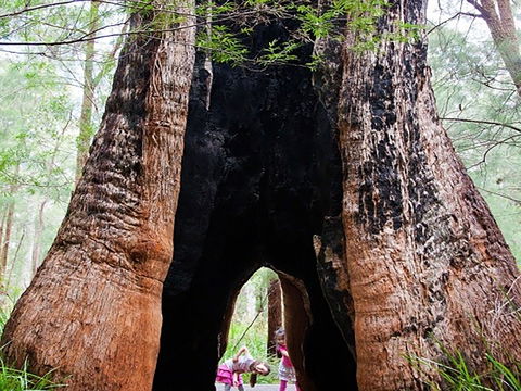 Ancient Empire Walk, Valley Of The Giants - Mackay Tourism 0