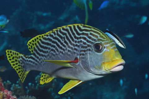 Beaver Reef Dive Site - Mackay Tourism 0