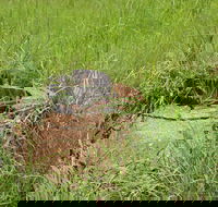 Brocks Creek Chinatown and Temple Site - Mackay Tourism