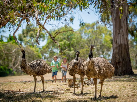 Cleland Wildlife Park - Mackay Tourism 2