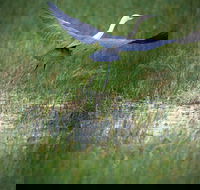 Germein Reserve - Mackay Tourism