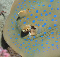 Jorgey's Patch Dive Site - Mackay Tourism