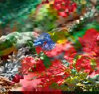 Mount Surprise - Mackay Tourism