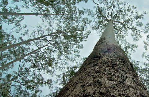 O'Sullivans Gap Picnic Area - Mackay Tourism 0