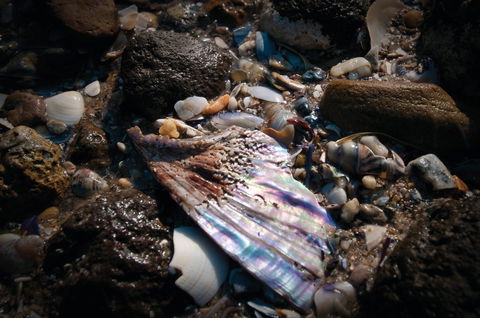 Point Cook Marine Sanctuary - Mackay Tourism 1