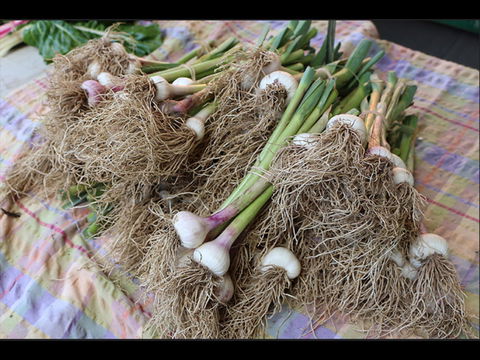 Queanbeyan Park Market - Mackay Tourism 0