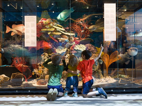 Queensland Museum - Mackay Tourism 1