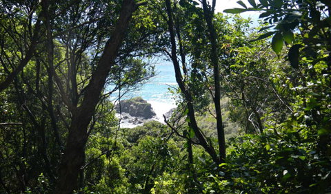 Rainforest Walking Track, Hat Head National Park - Mackay Tourism 0