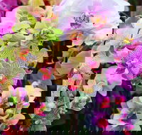 Tinonee Orchid Nursery - Mackay Tourism