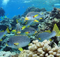Twin Peaks Dive Site - Mackay Tourism