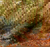Burrawang Walking Track - Mackay Tourism