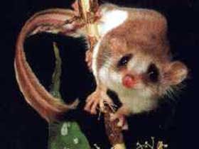 Carrowong Fauna Sanctuary - Mackay Tourism 0