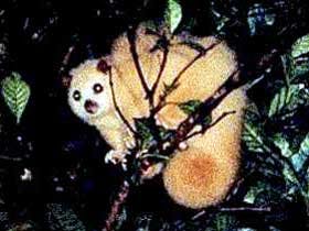 Carrowong Fauna Sanctuary - Mackay Tourism 1