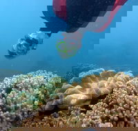 Geoffrey Bay Snorkel Trail - Mackay Tourism