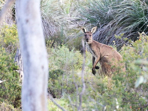 Kaiserstuhl Conservation Park - Mackay Tourism 0