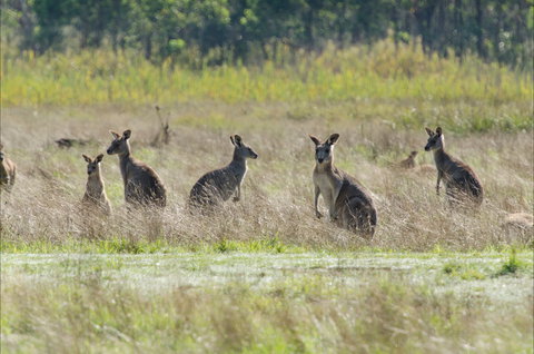 Kosciuszko National Park - Mackay Tourism 2