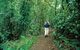 Mount Cougal, Springbrook National Park - thumb 0