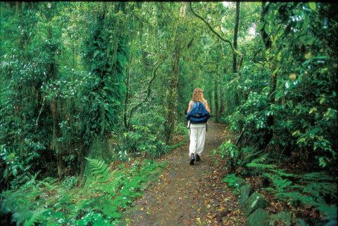 Mount Cougal, Springbrook National Park - Mackay Tourism 0