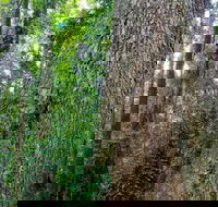 Murray Scrub walking track - Mackay Tourism